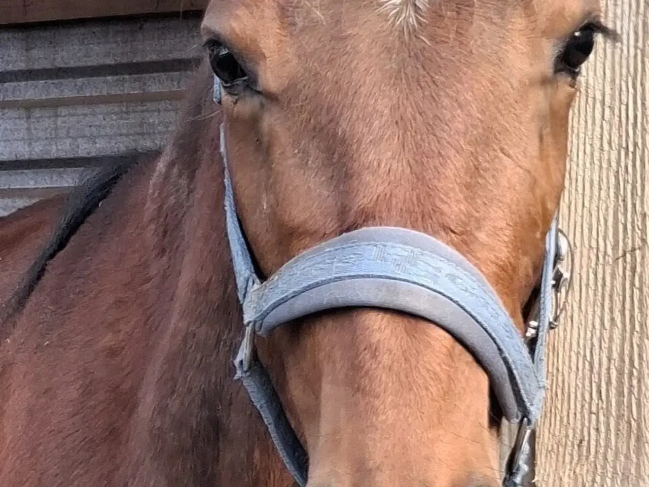 Billede 5 - 2 års hoppe 