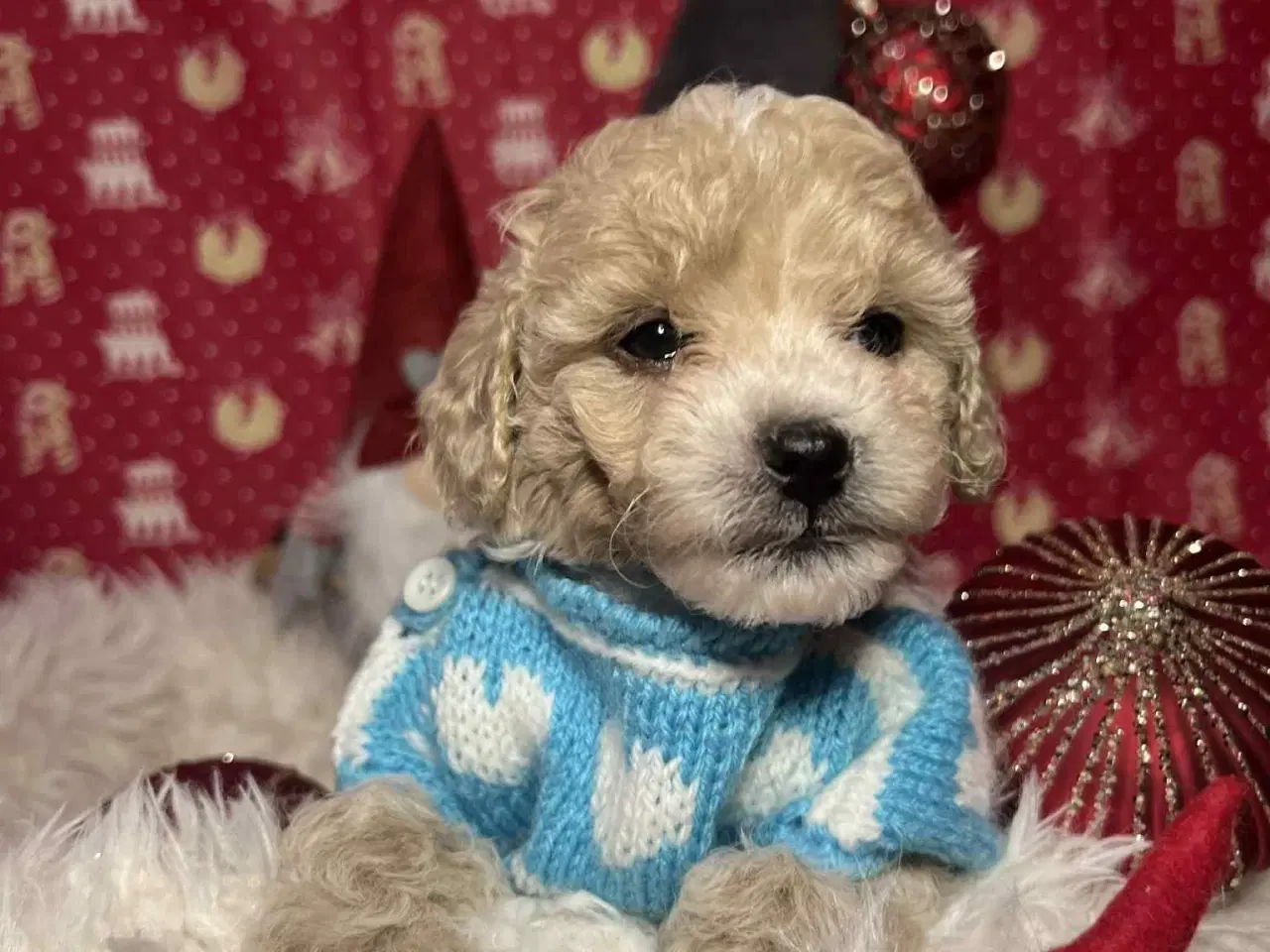 Billede 16 - Maltipoo 