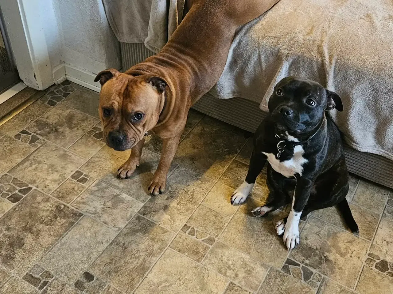 Billede 2 - Staffordshire Bull Terrier - Skøn hanhund