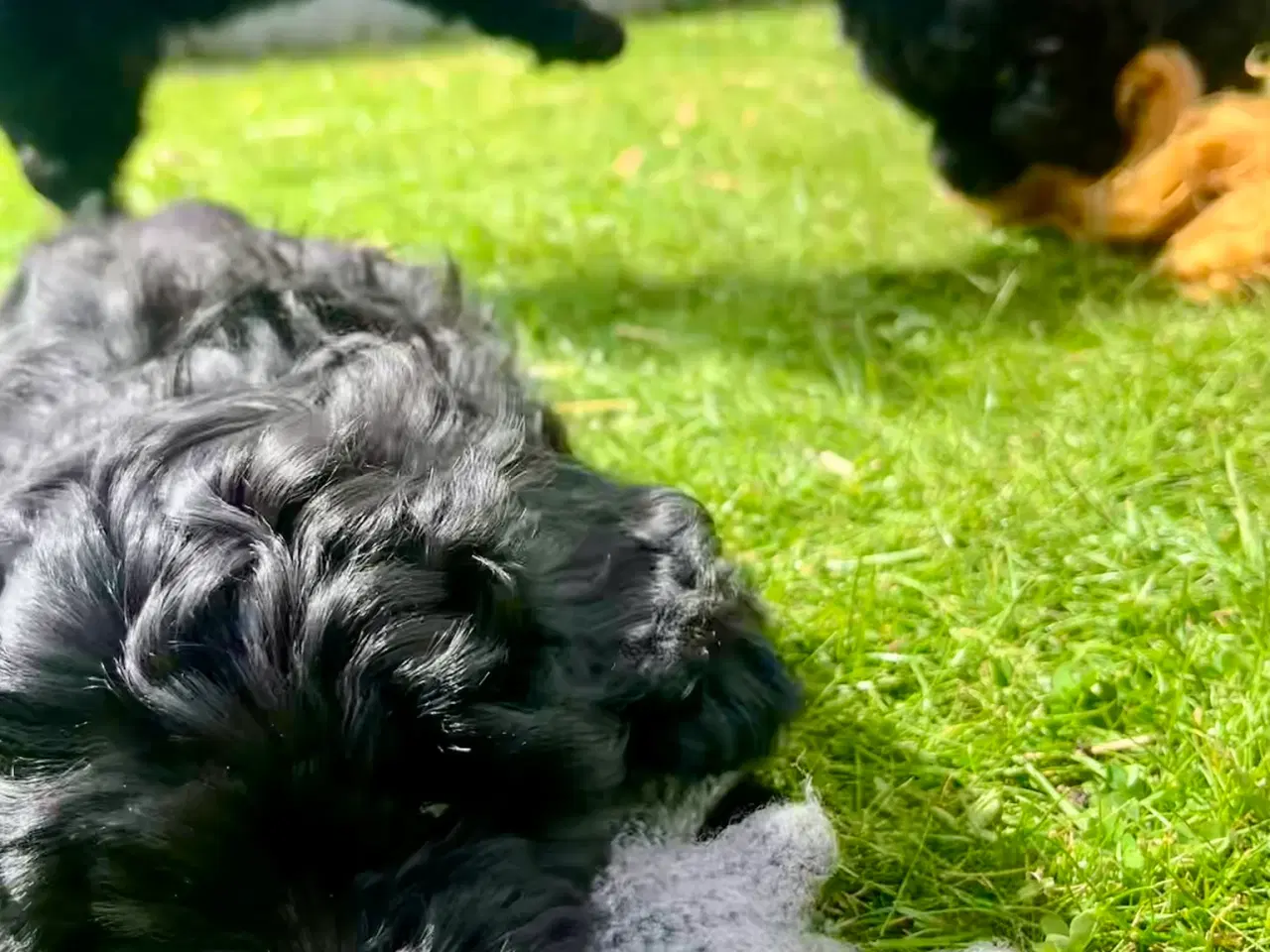 Billede 6 - Cavapoo-hvalpe 4 tilbage