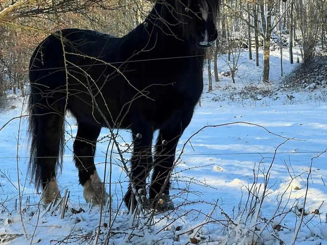 Billede 8 - Gypsy Vallak 