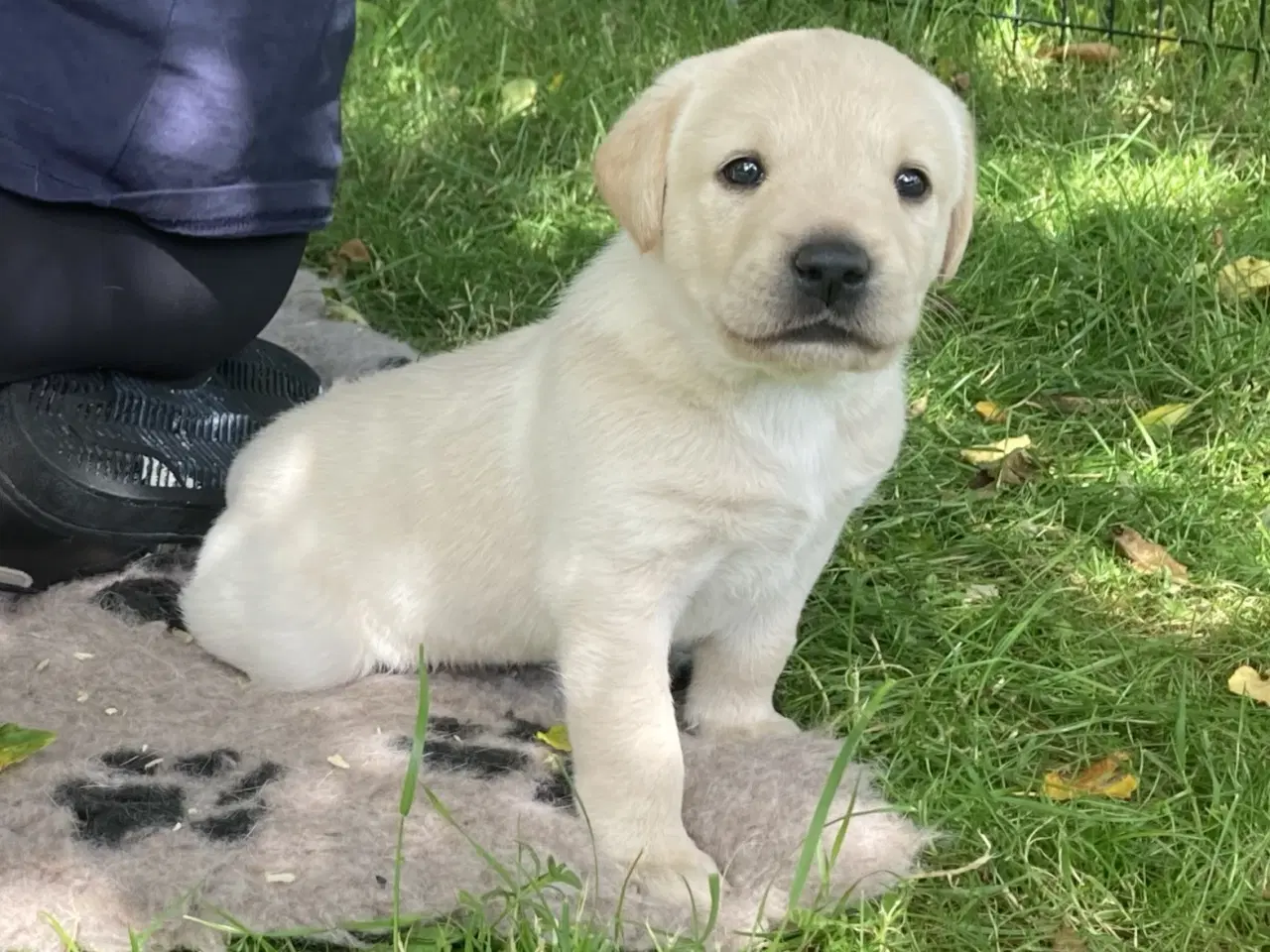 Billede 1 - Formel 1 labrador