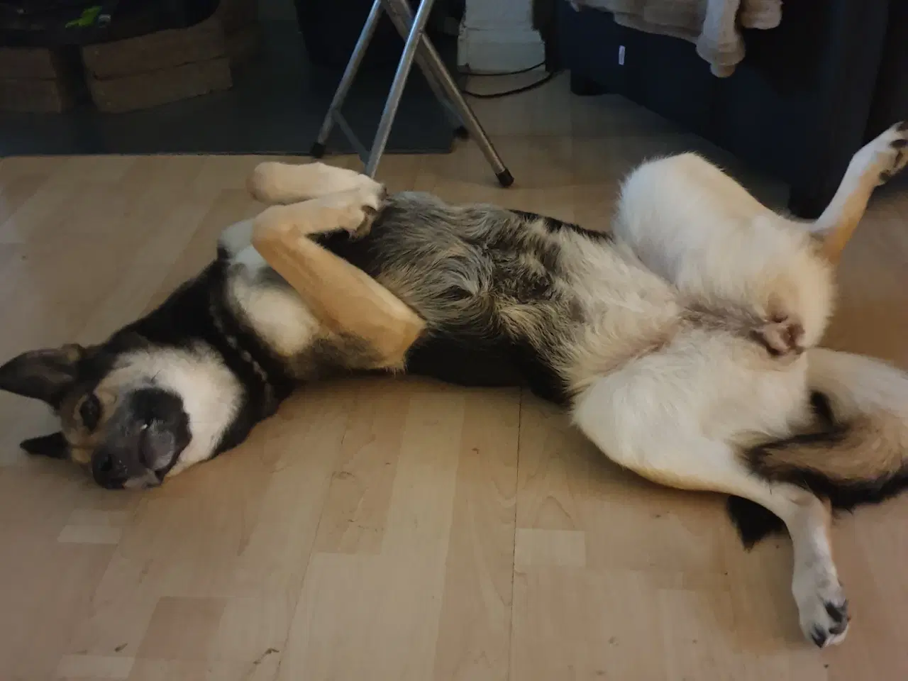 Billede 3 - Schæfer/Husky blandindshvalpe på vej. Bliver født 