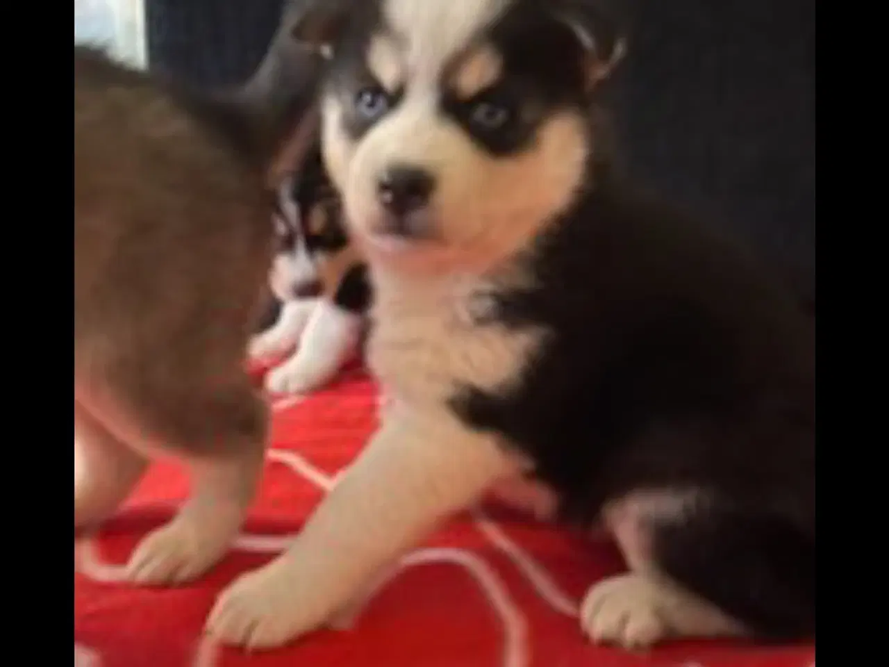 Billede 1 - Husky hvalpe sælges.
