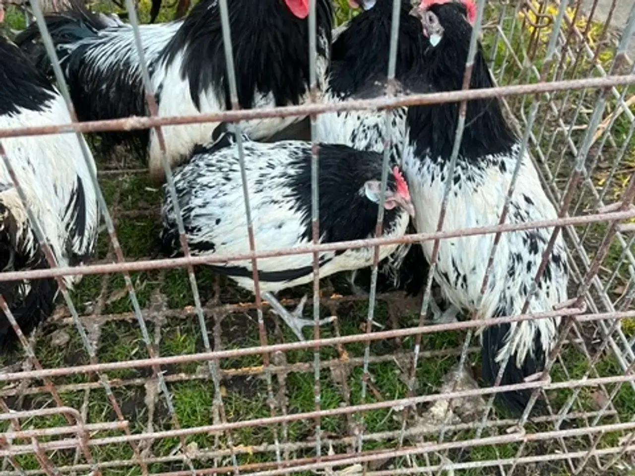 Billede 2 - 1,3 Lakenfelder