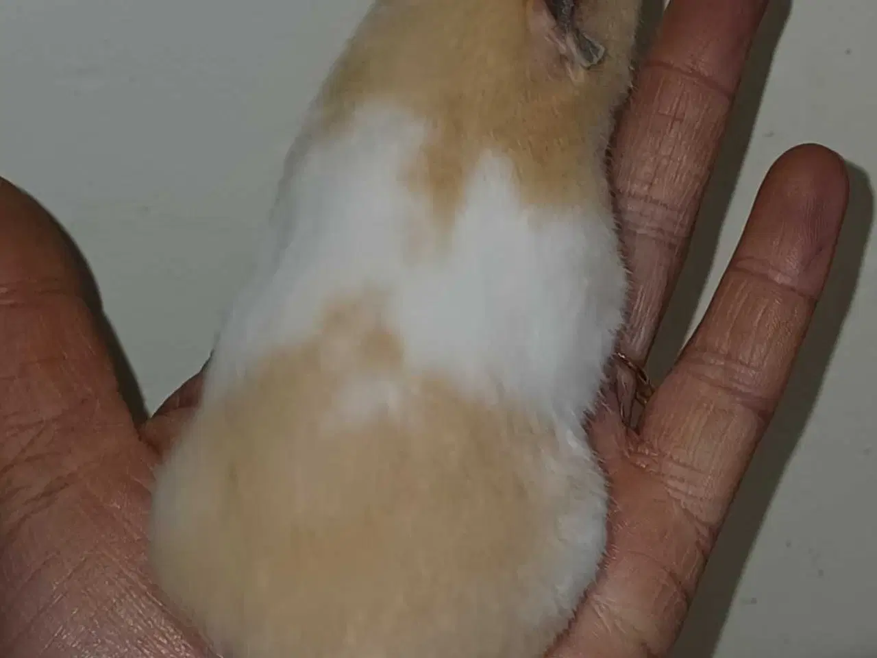 Billede 3 - Guldhamster unger