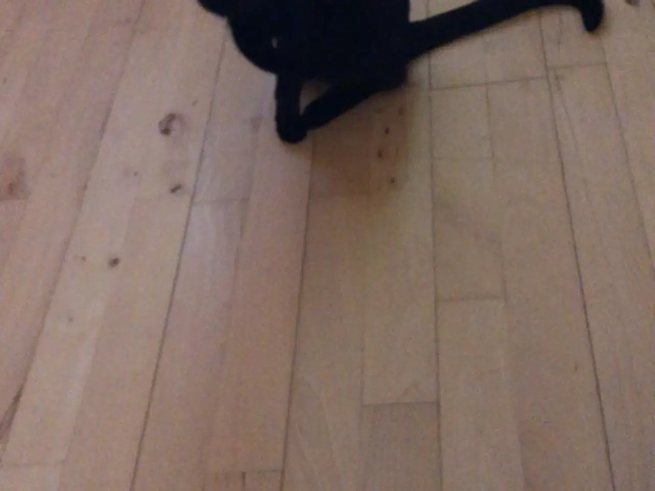 Billede 5 - Skøn kælen og kærlig hunkat/indekat søger hjem