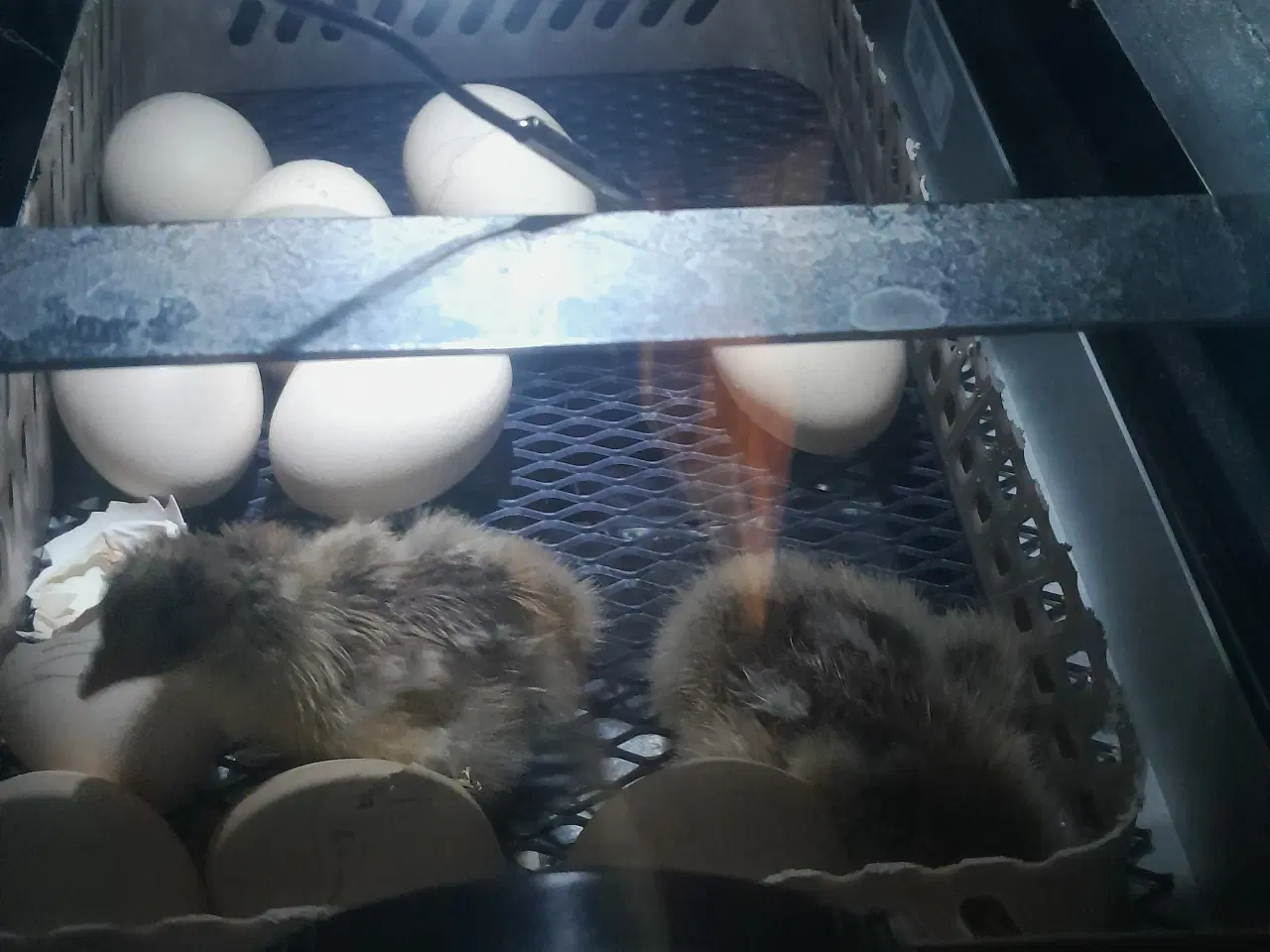 Billede 4 - Rugemaskine