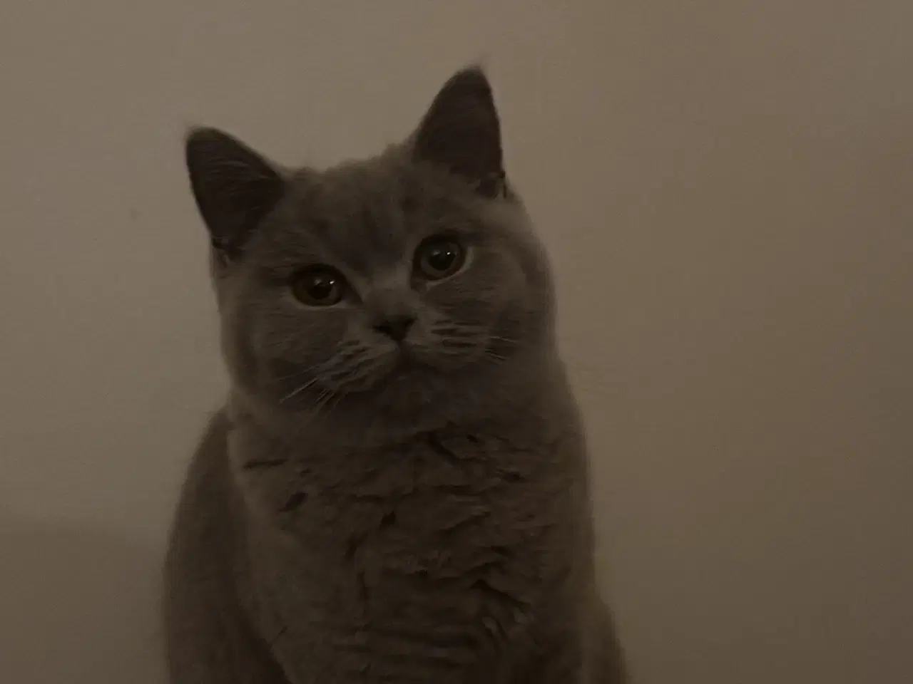 Billede 7 - British shorthair killinger