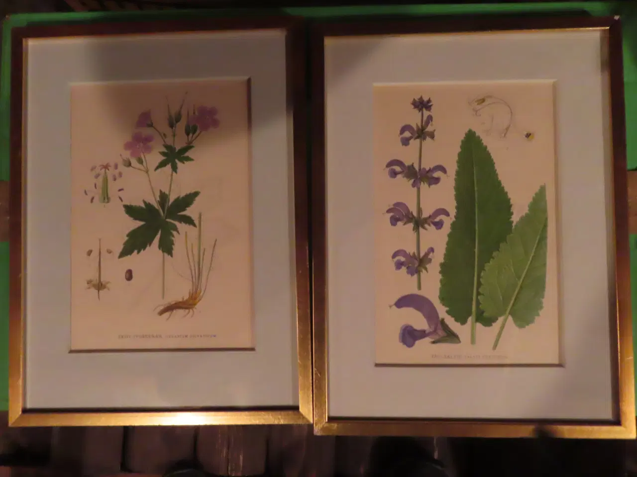 Billede 2 - 4 motiver af planter