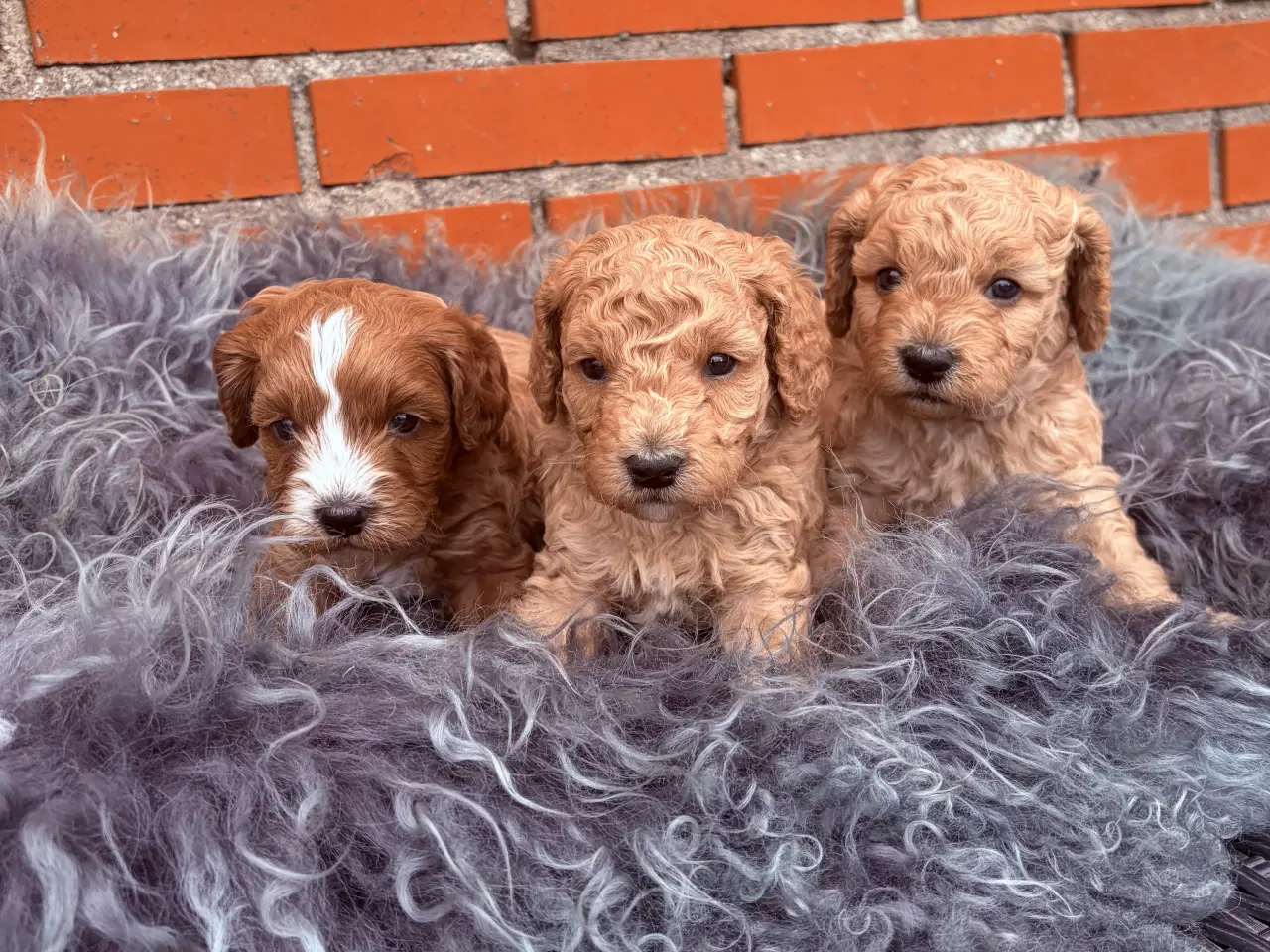 Billede 1 - 3 smukke Cavapoo drenge