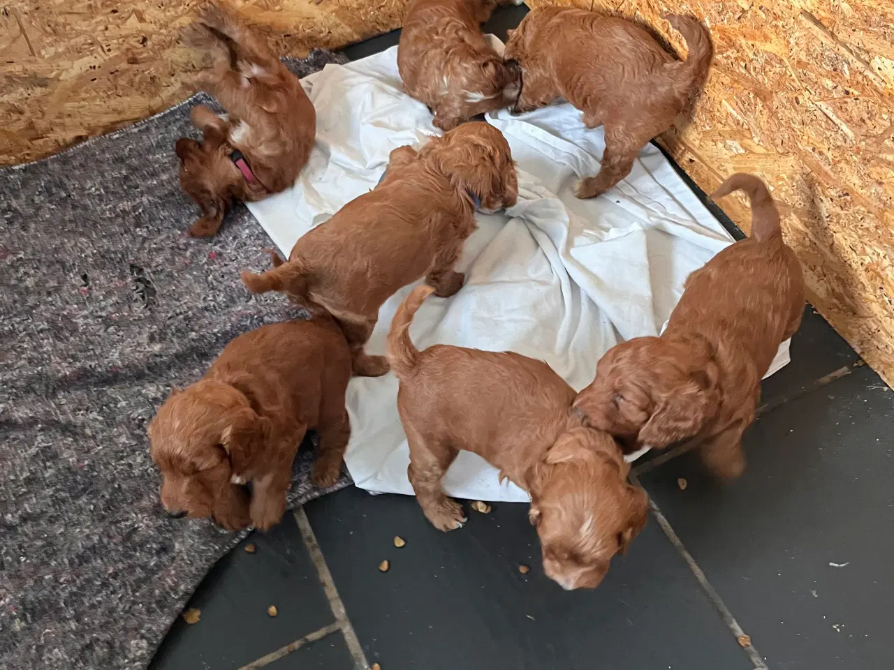 Billede 1 - Cockapoo hvalpe sælges