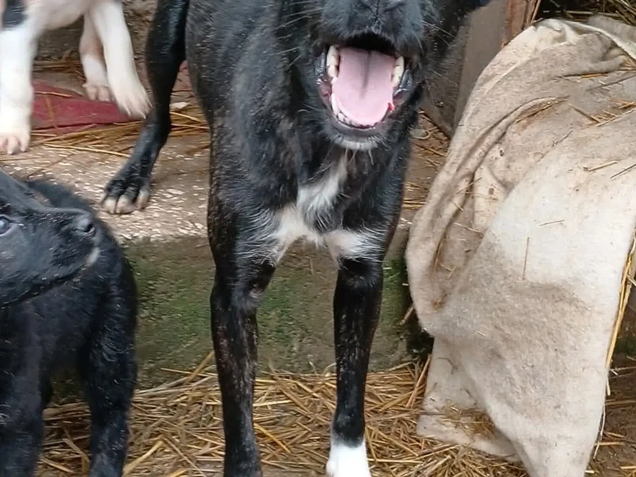 Billede 7 - Smukke Tulle leder efter sin egen familie 🩷