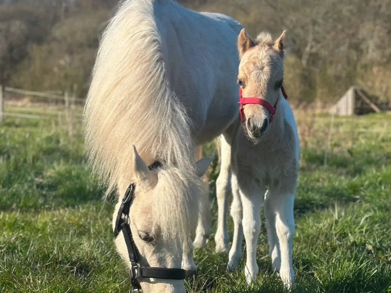 Billede 4 - AMHA PALOMINO PINTO 