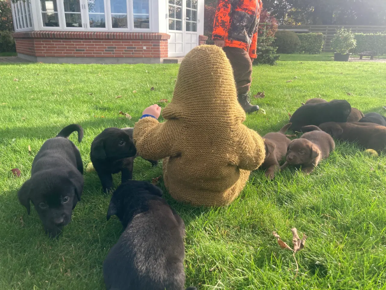 Billede 10 - Ægte labrador hvalpe sælges 