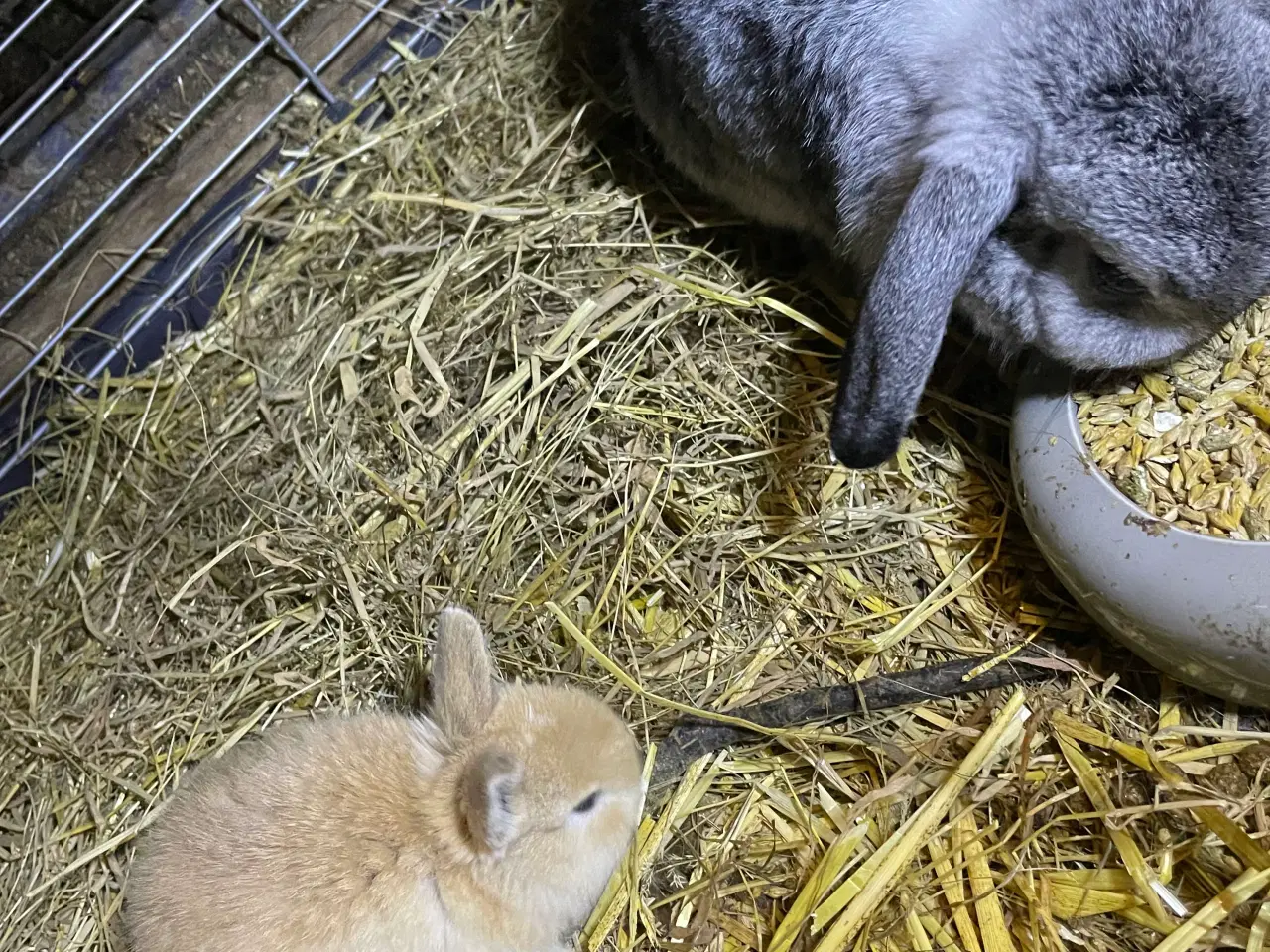 Billede 3 - Dværg vædder unger