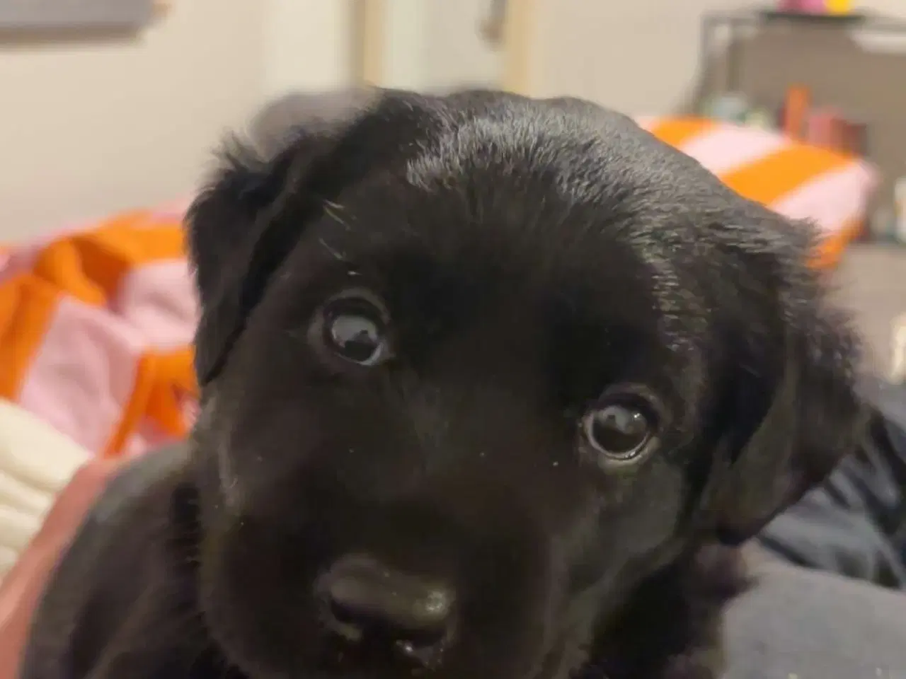 Billede 1 - Søde Hundehvalpe