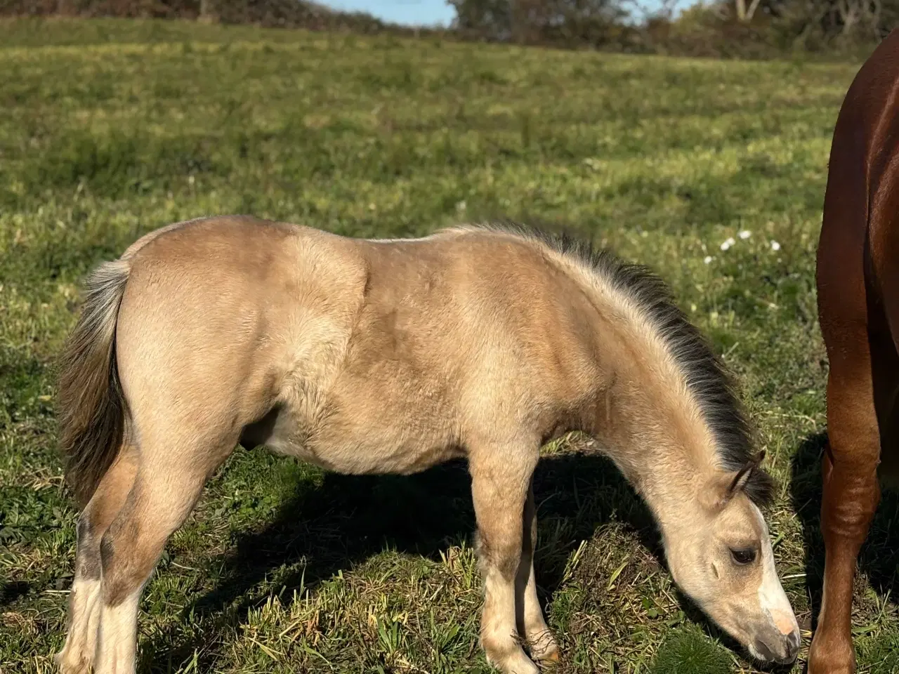 Billede 8 - Top charmerende hingsteføl
