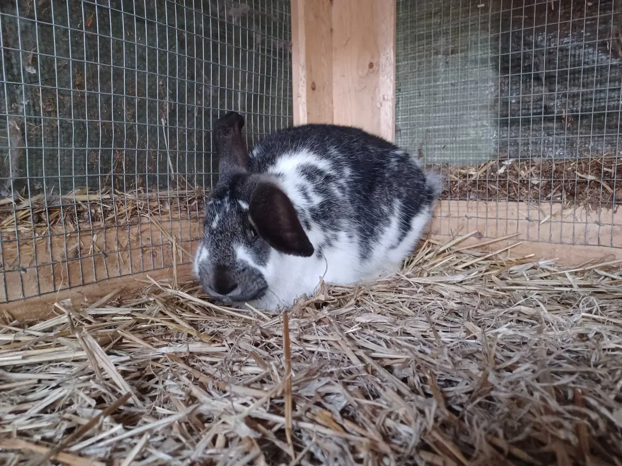 Billede 3 - Fransk vædder blandings hun 
