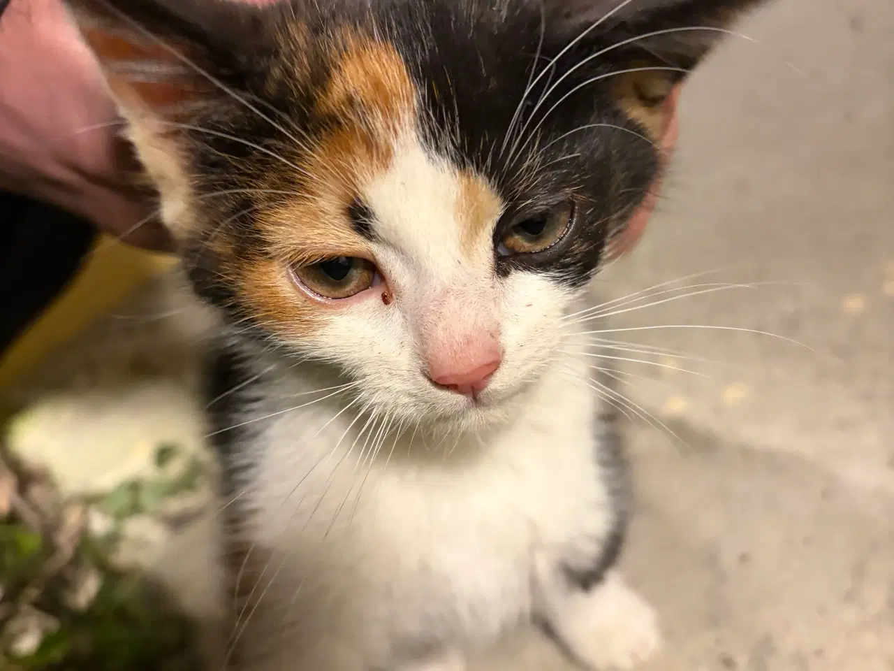 Billede 4 - 2 kattekillinger