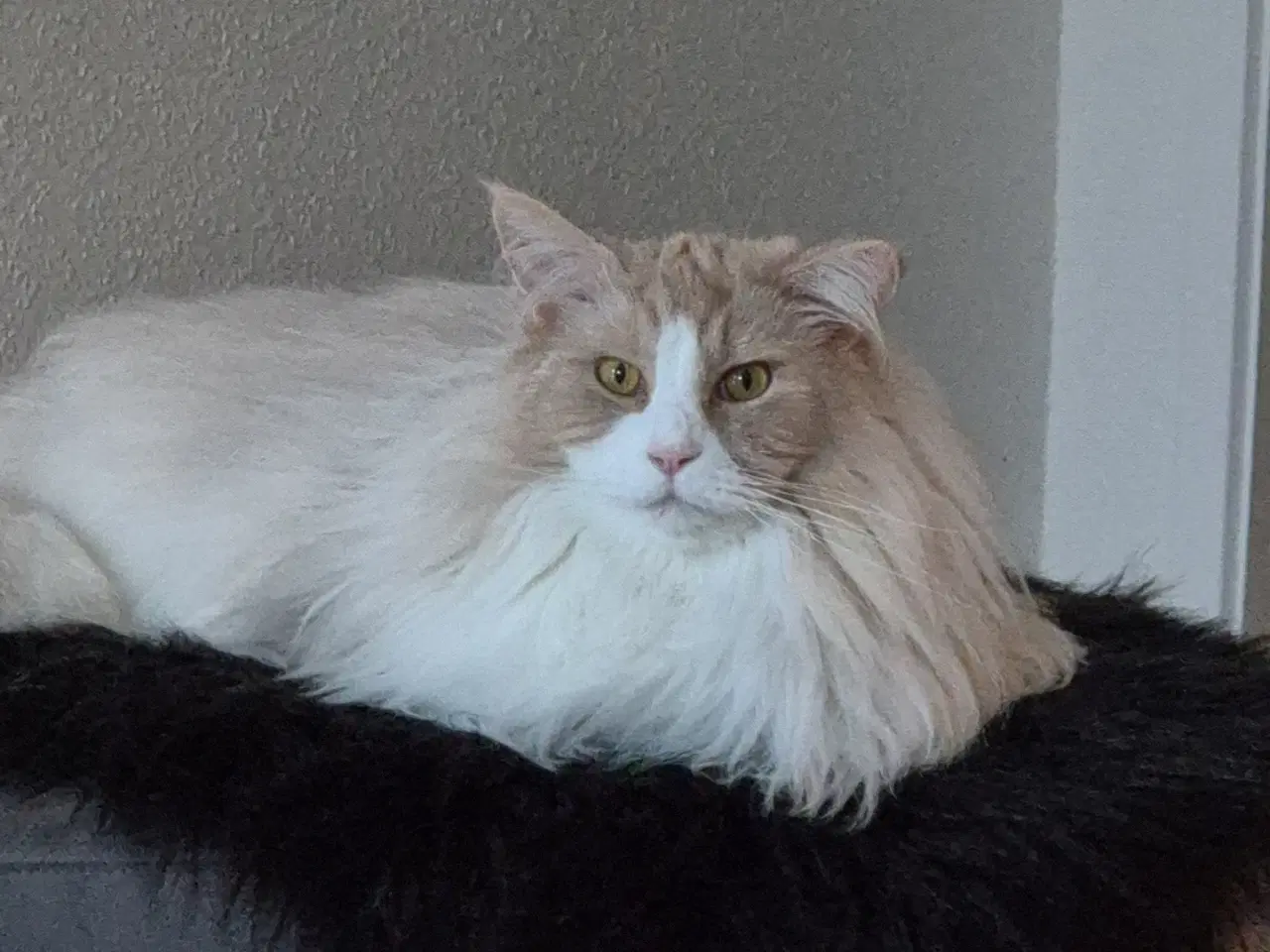 Billede 4 - Main coon uden stamtavle