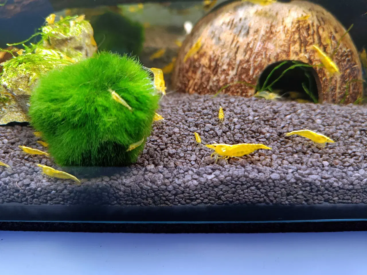 Billede 4 - Gule Neocaridina rejer – Yellow Fire Backstripe
