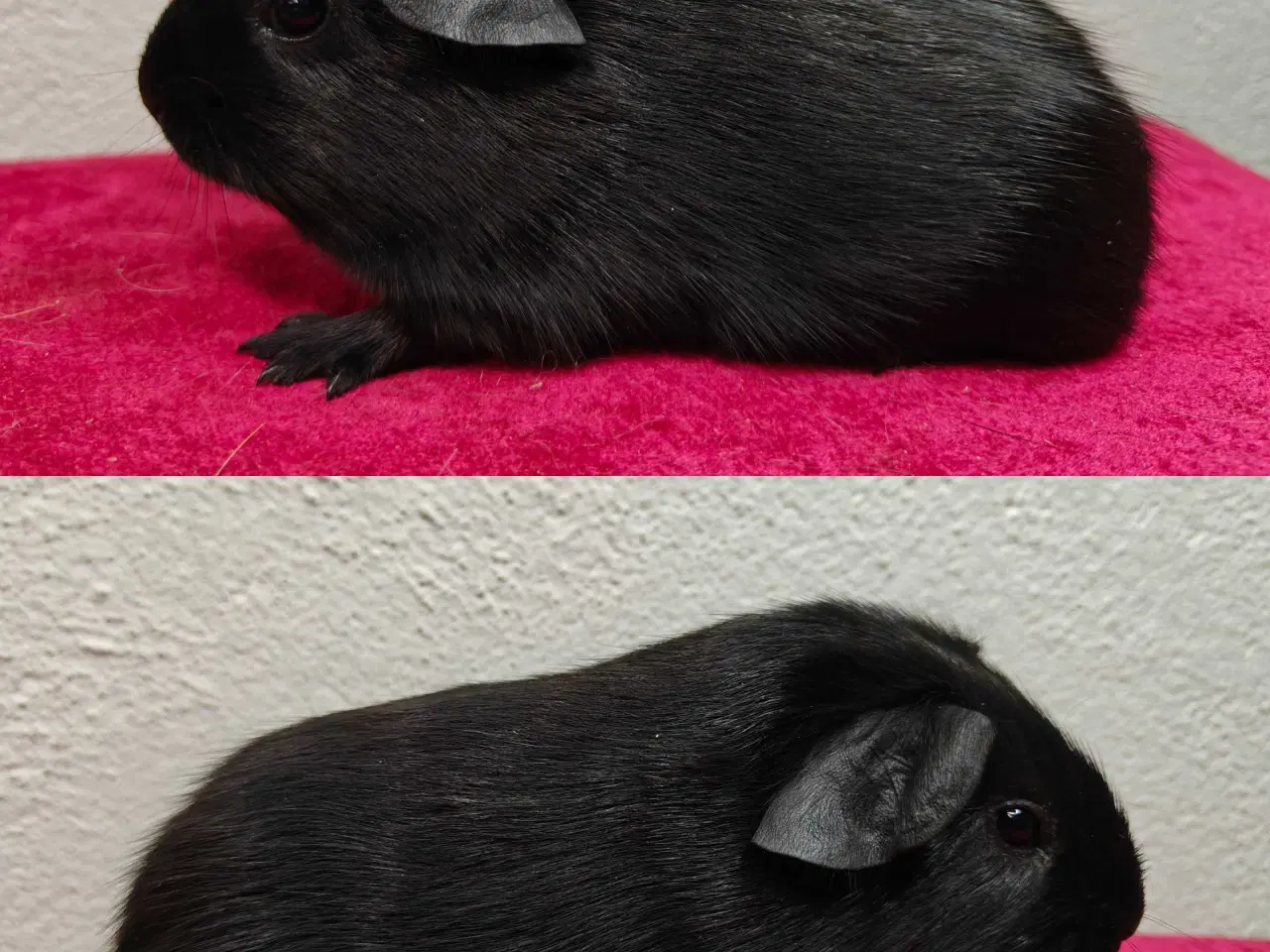 Billede 5 - Møllenbergs Opdræt