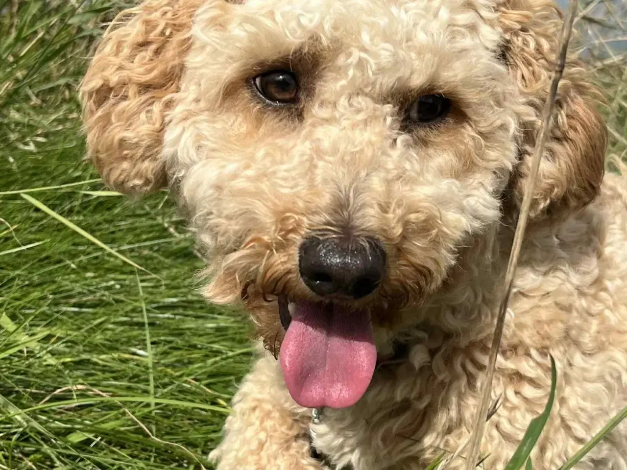 Billede 9 - skøn Maltipoo Max