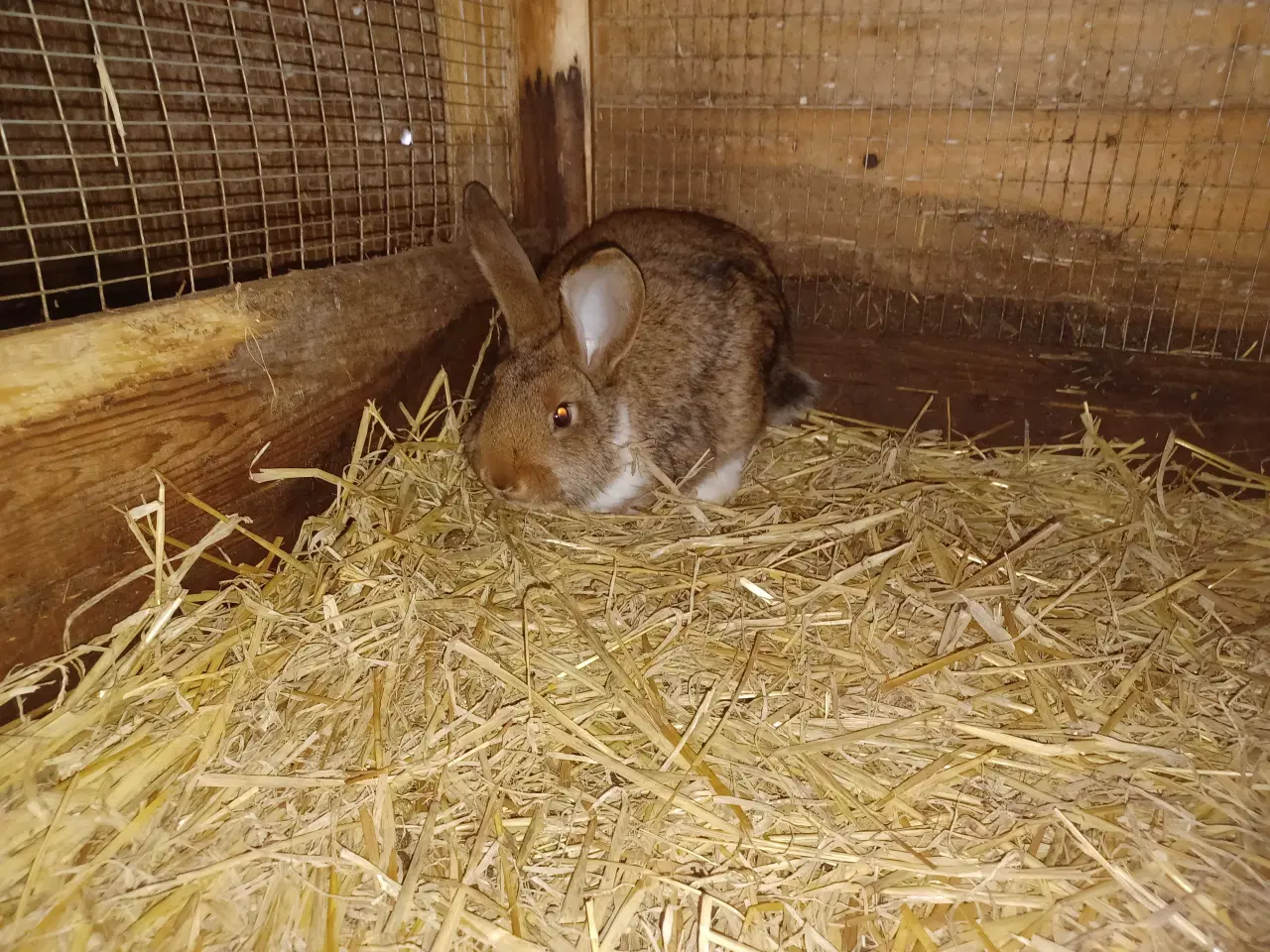 Billede 2 - New Zealand Red x Fransk Vædder 