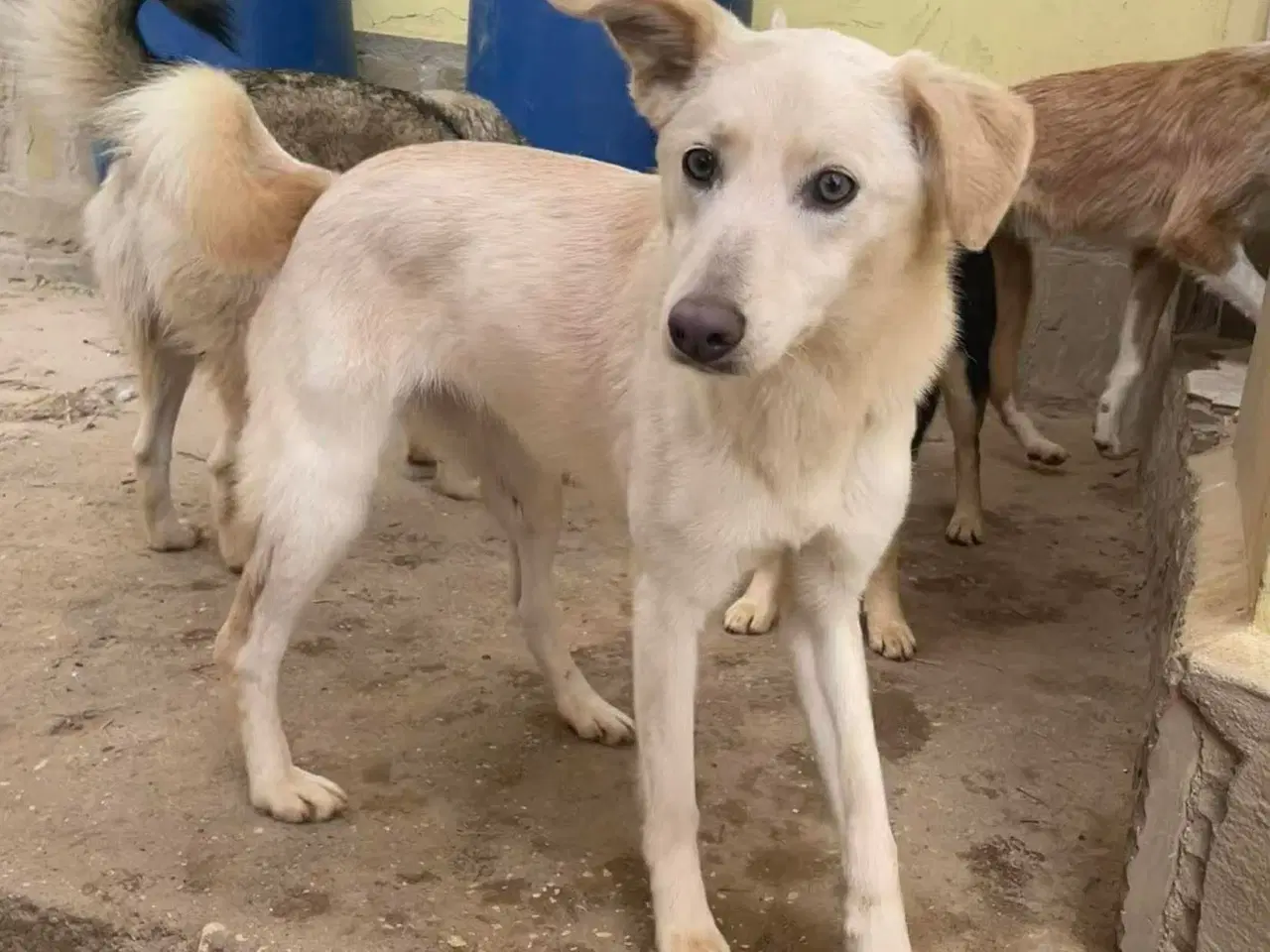 Billede 4 - Zitta søger familie. 