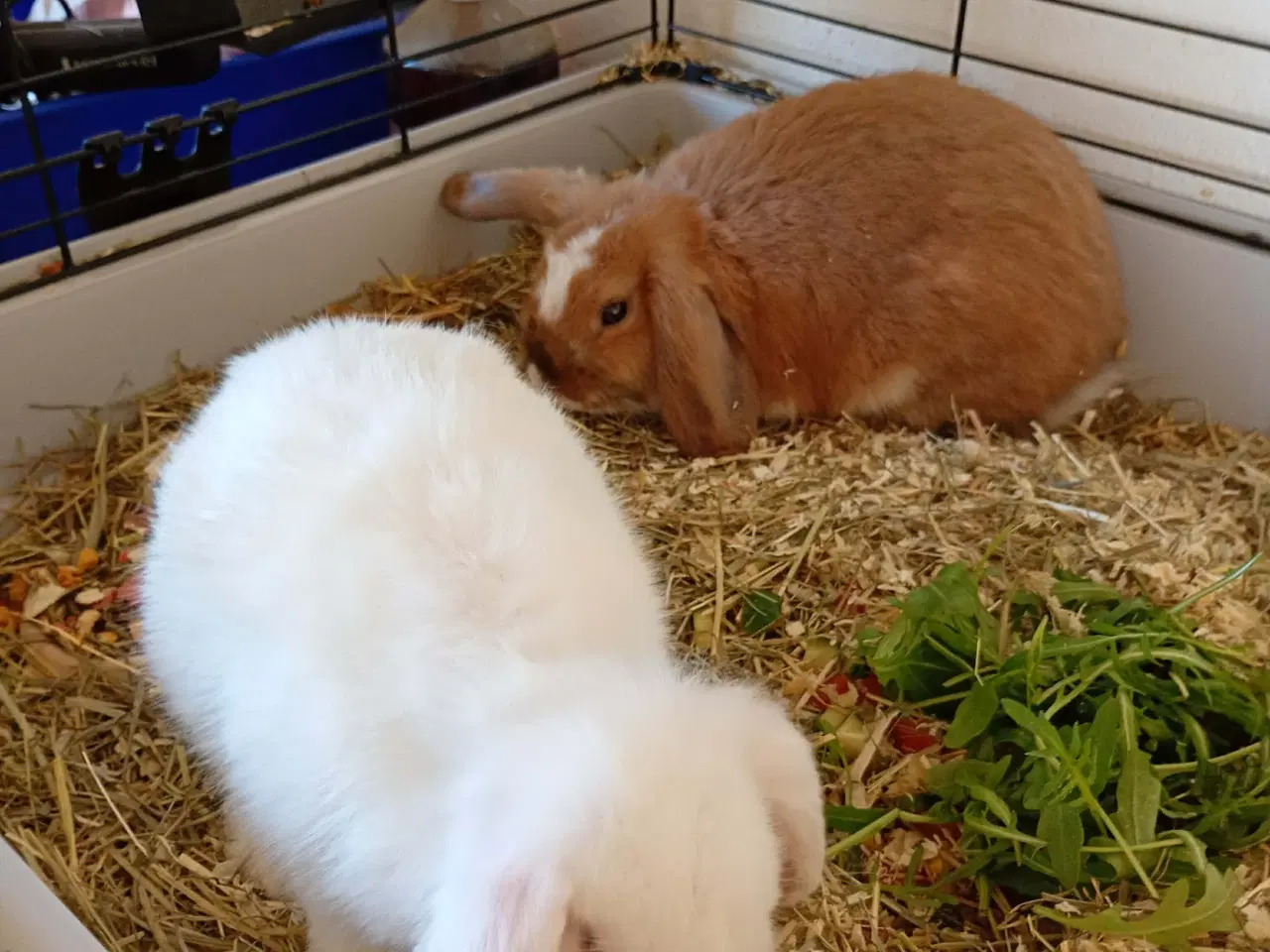 Billede 1 - 2 stk unge hunner med bur 