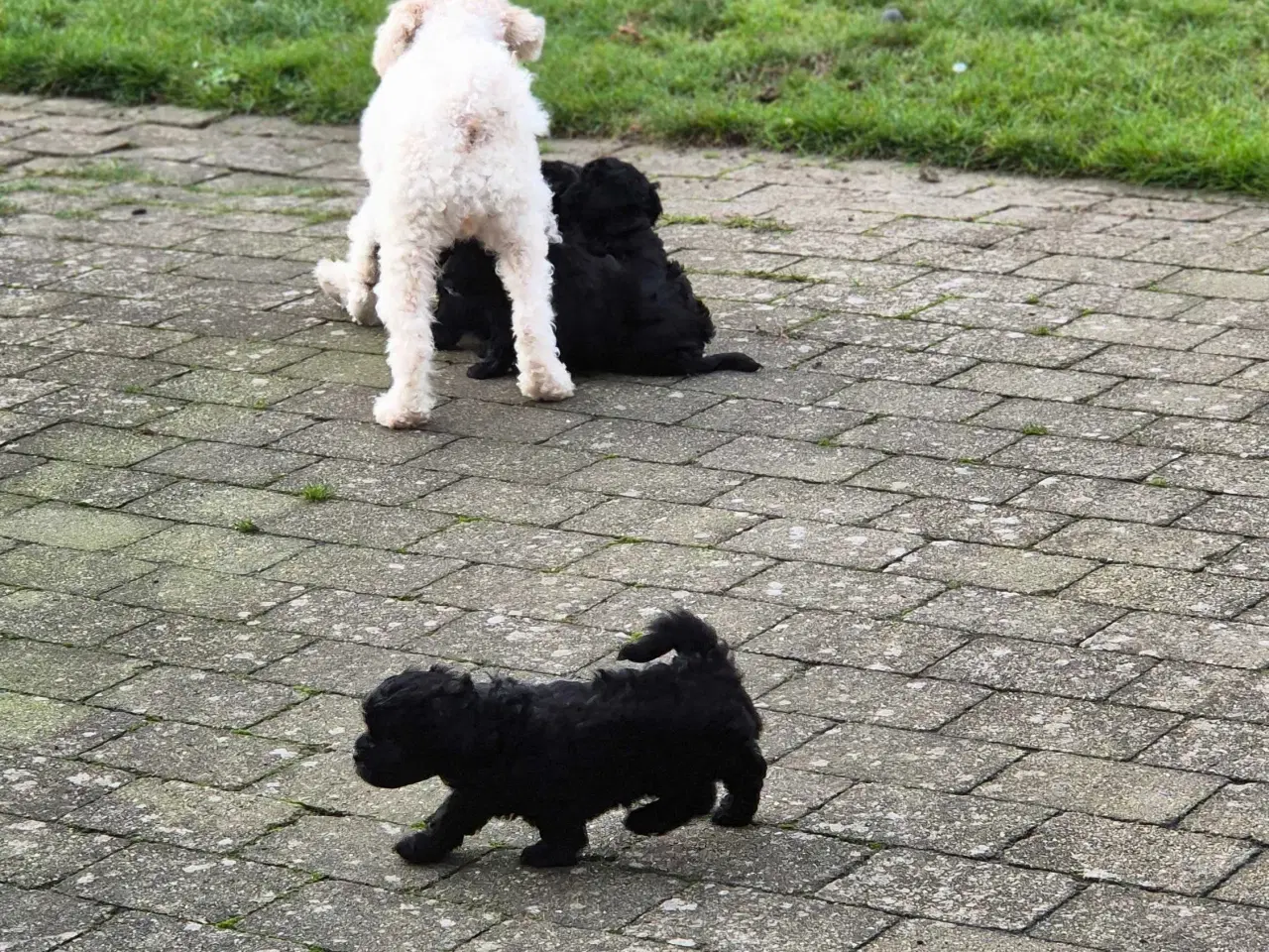 Billede 12 - Havapoo  F1-hvalpe