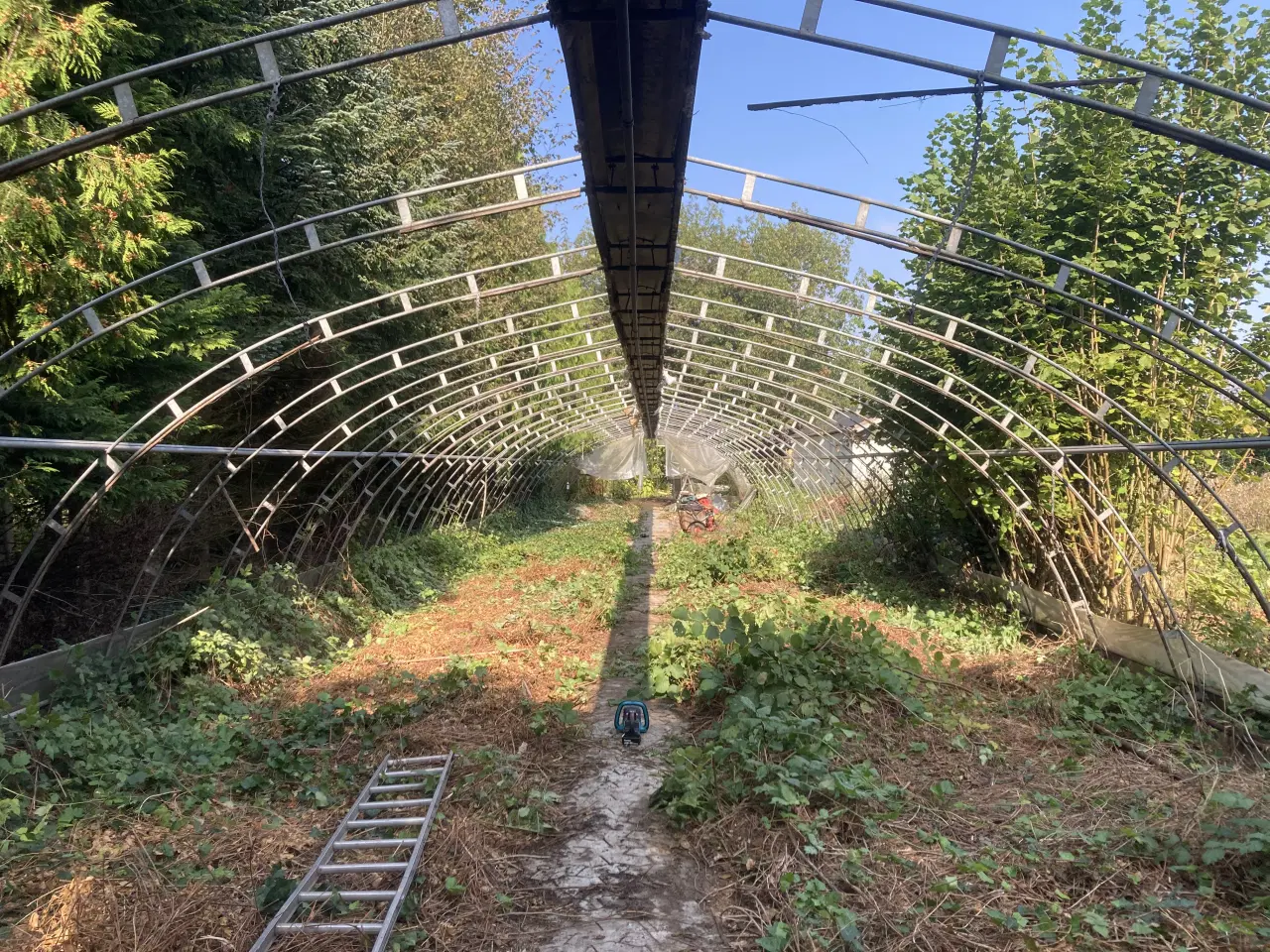 Billede 1 - Tunnel drivhus 210 m2 sælges med spær og dør