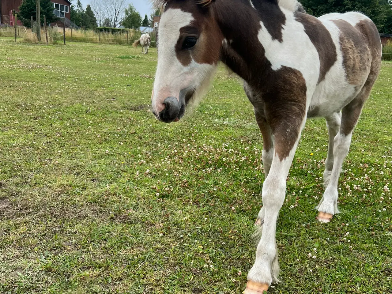Billede 2 - MINI irish cob 
