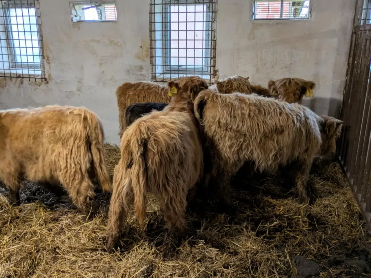 Billede 7 - Skotsk højlandskvæg til salg – 8 stk.