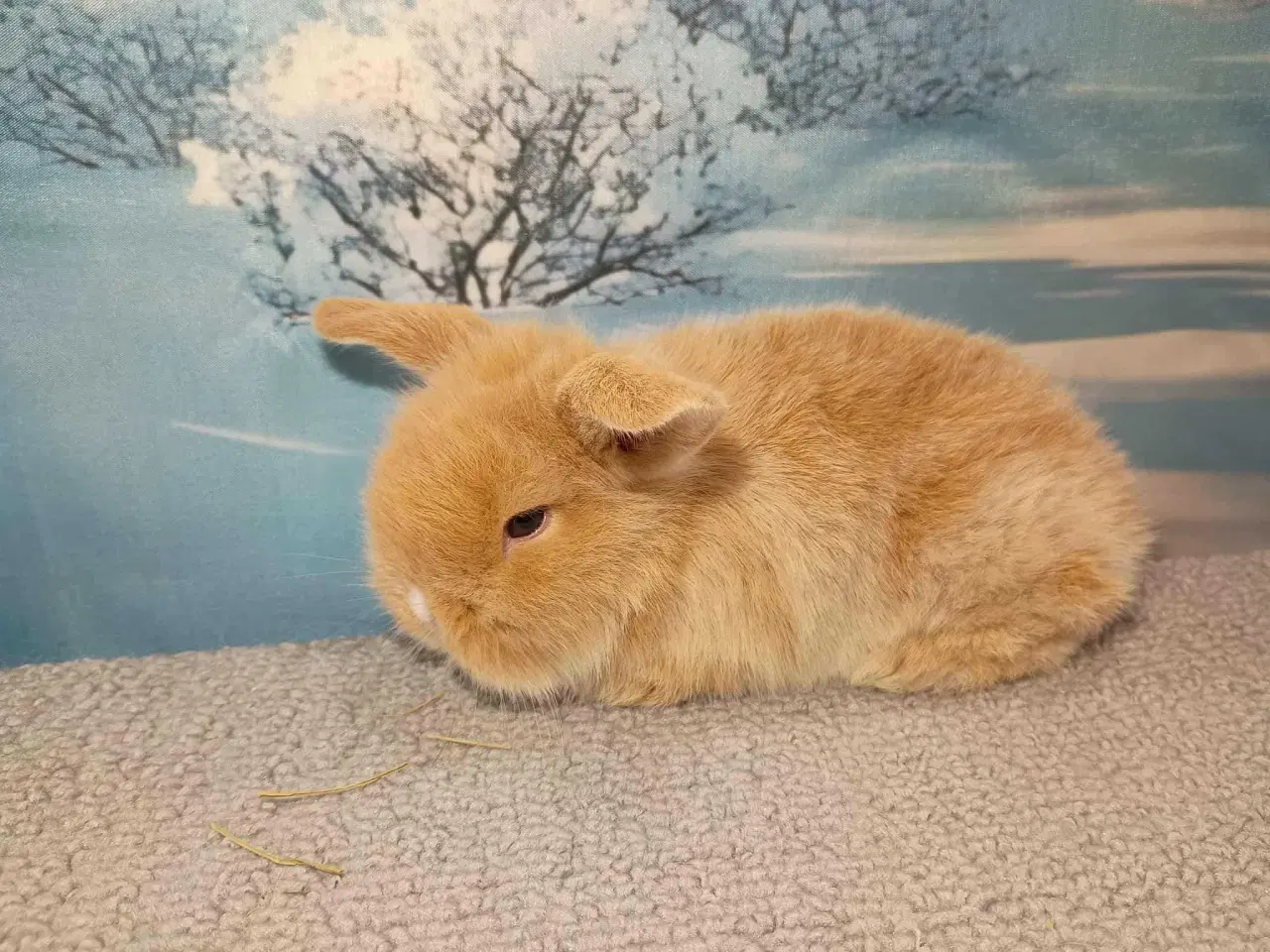 Billede 1 - Minilop dreng, dværg kanin han ung