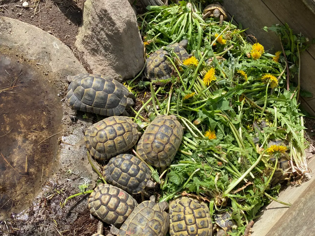 Billede 3 - Skildpadde landskildpadde 