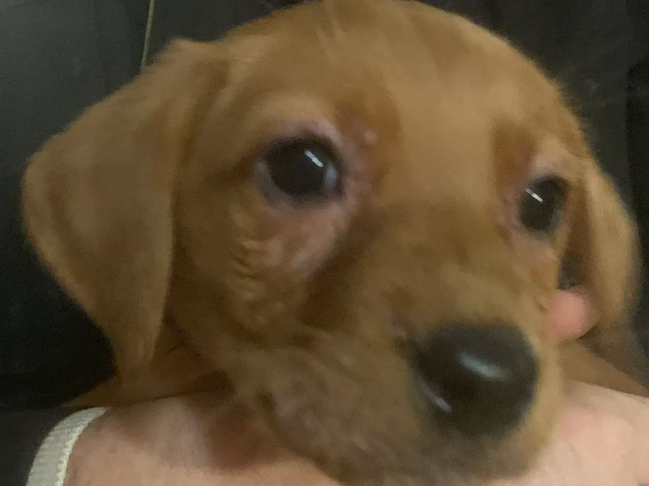 Billede 4 - Labrador hvalp klar til at flytte 