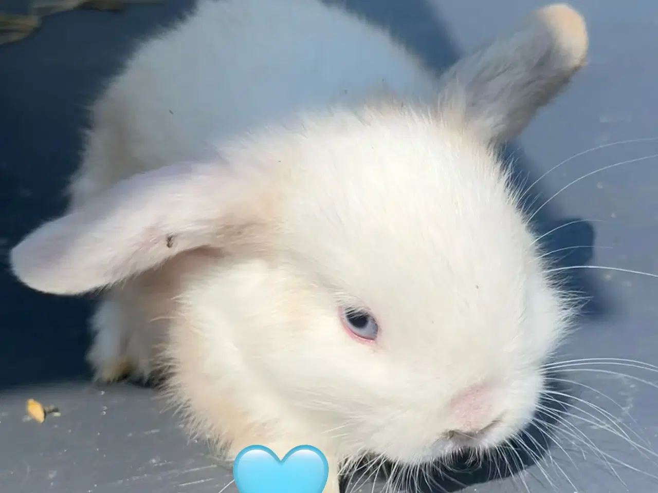 Billede 14 - Mini lop med afkomsattest 