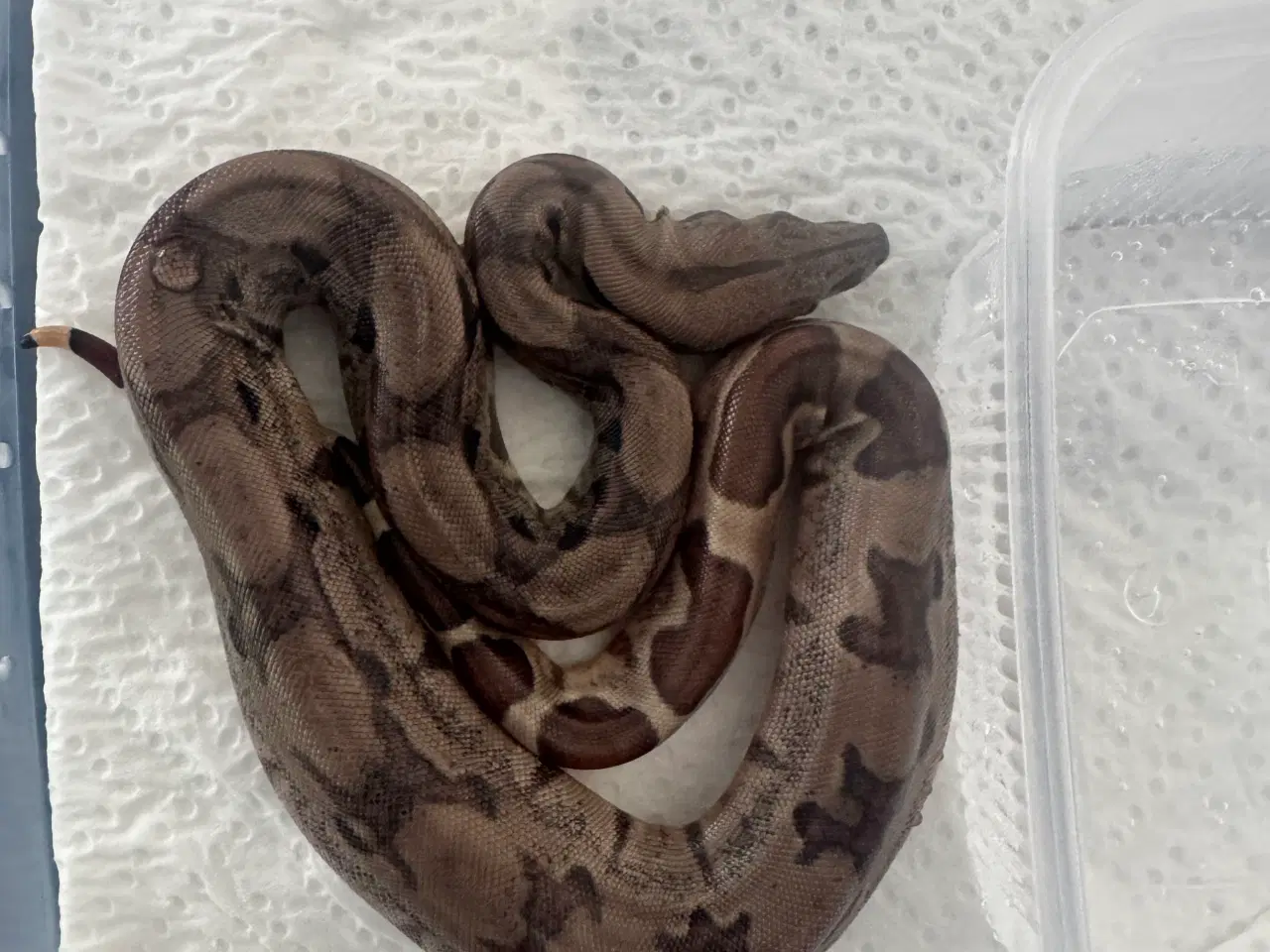 Billede 8 - Boa constrictor 