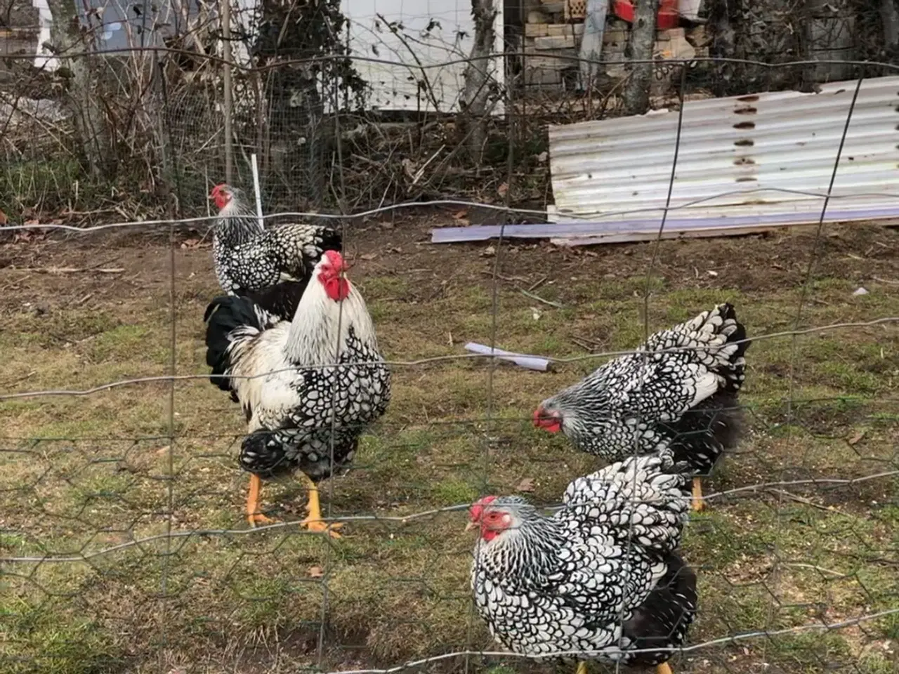 Billede 3 - Rugeæg af sølv og sortrandet Wyandotter