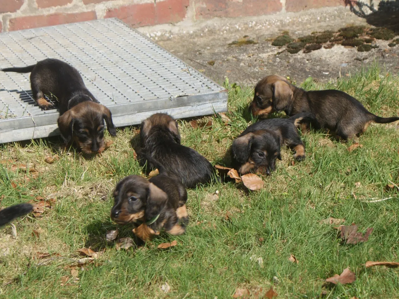 Billede 2 - Ruhåret dværg gravhunde hvalpe
