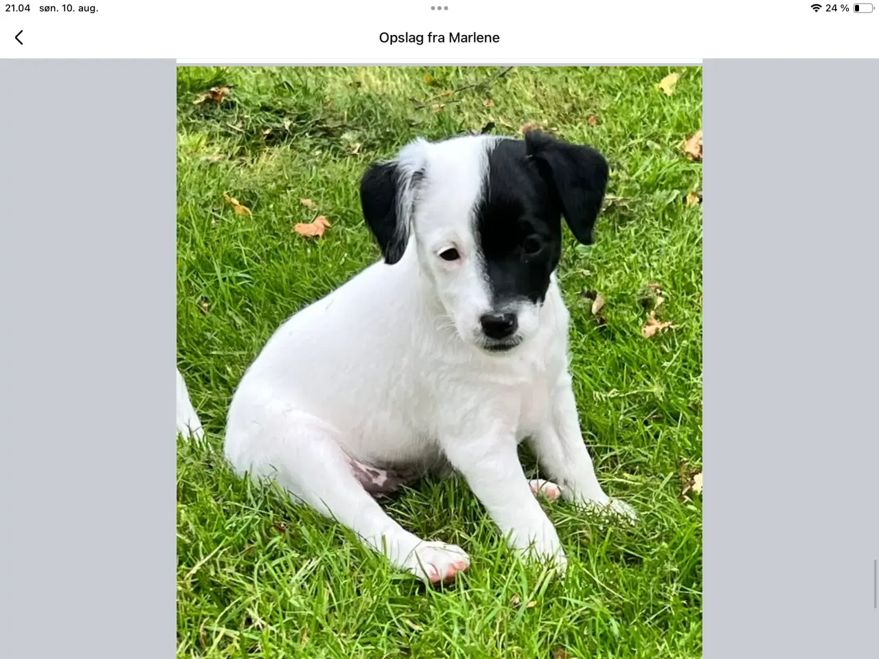 Billede 1 - Dansk, svensk gårdhunde hvalpe