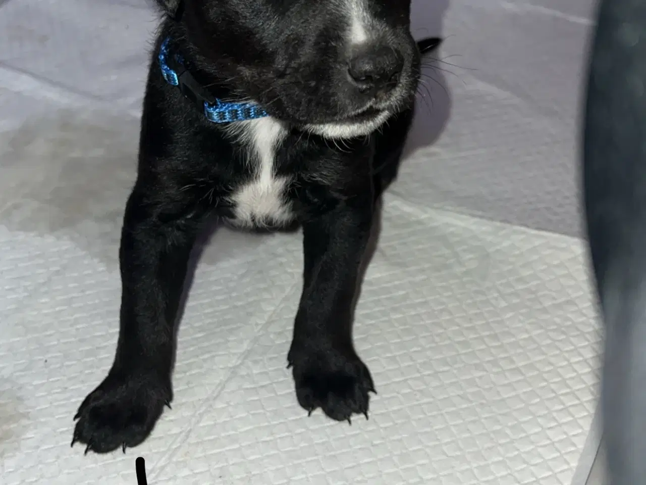 Billede 5 - Blandings hvalpe