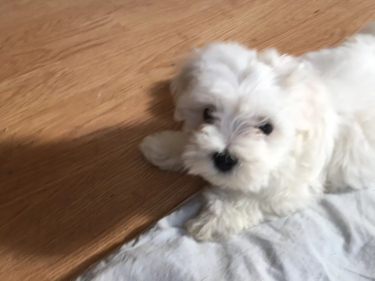 Billede 5 - Coton de tulear.