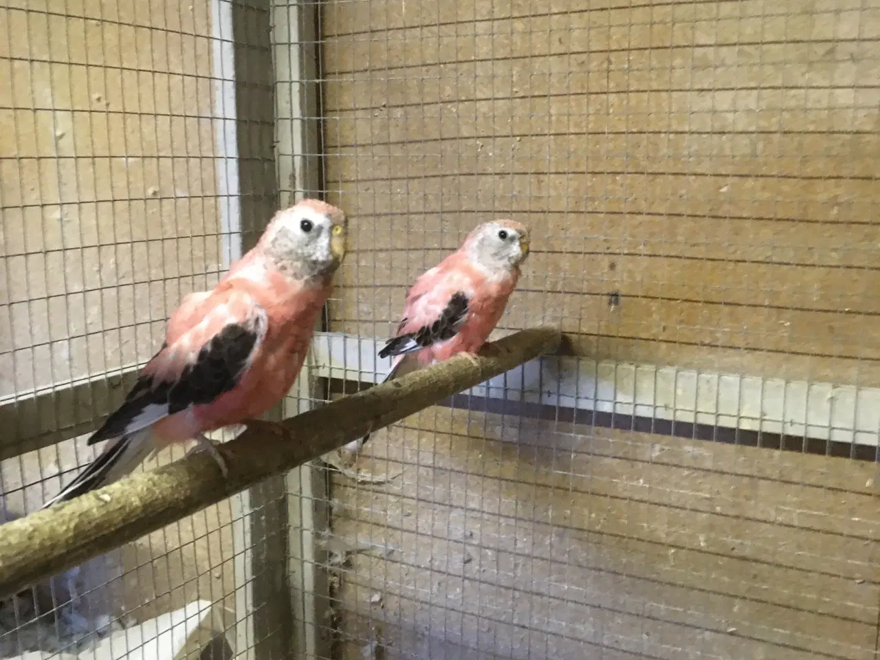 Billede 2 - Bourks Parakitter