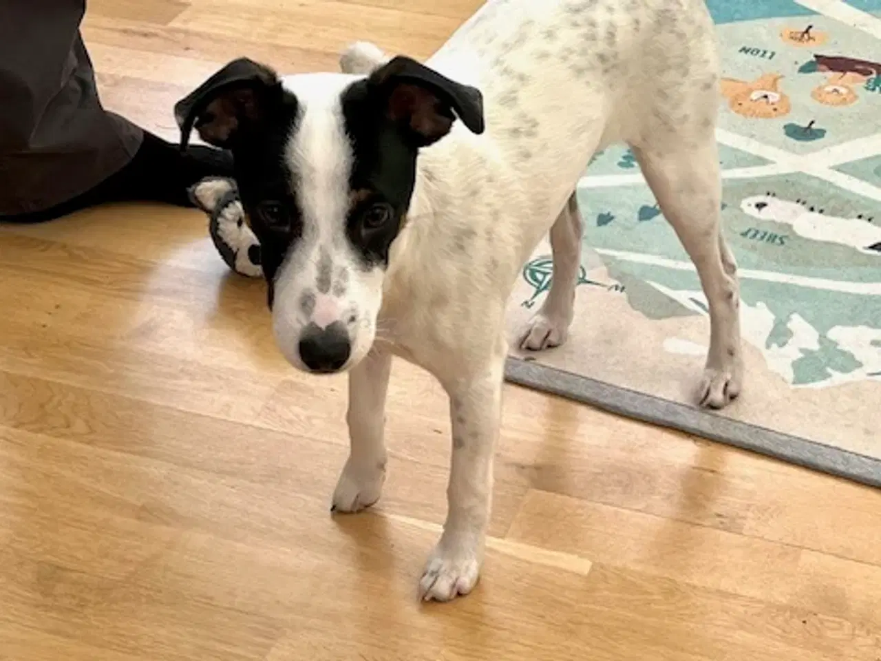 Billede 3 - Dansk/svensk gårdhund på 5 mdr 