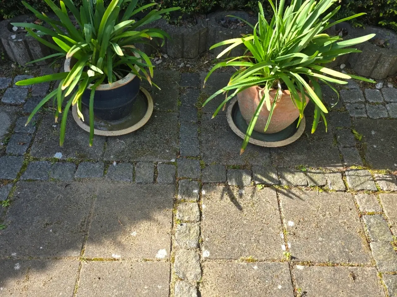 Billede 1 - 2 stk. Agapanthus sælges