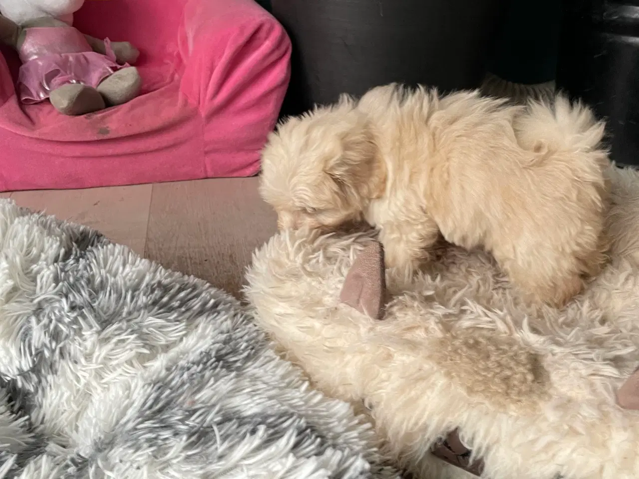 Billede 3 - Havapoo han hvalp SALGSKLAR!