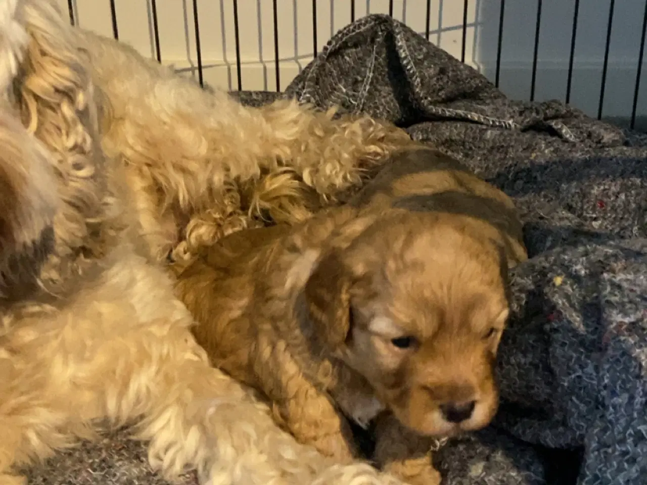 Billede 3 - Cockapoo f2b sælges